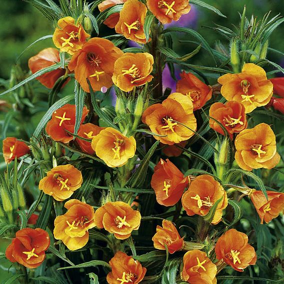 Oenothera Seeds - Sunset Boulevard