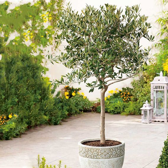 Olive Tree (Standard)