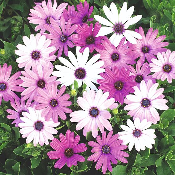 African Daisy Seeds - Ecklonis Mix