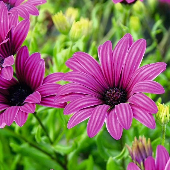 Osteospermum 'Tresco Purple' (Hardy)