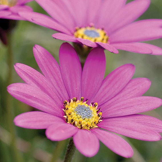 Osteospermum Hardy Plant - In The Pink