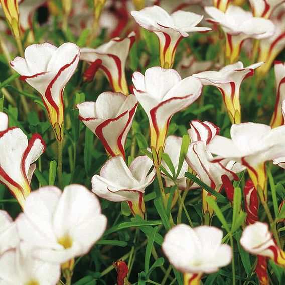 Oxalis versicolor | Suttons