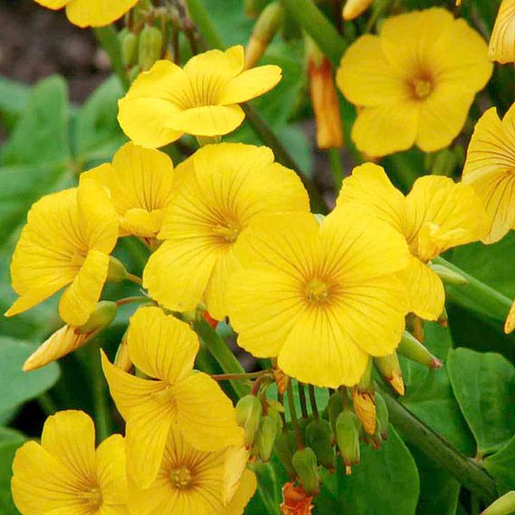 Oxalis 'Valdivensis' - Seeds