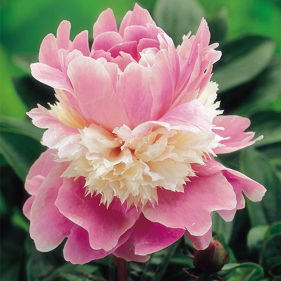 Peony 'Sorbet'