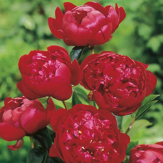 Peony 'Buckeye Belle'