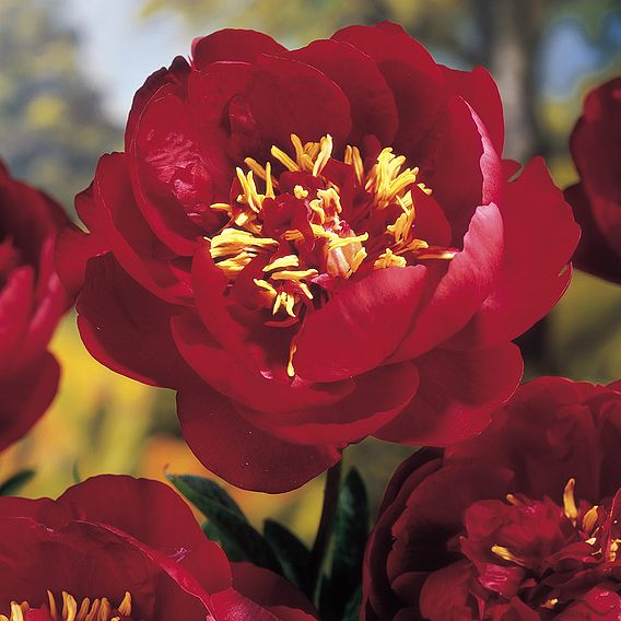 Peony 'Buckeye Belle'