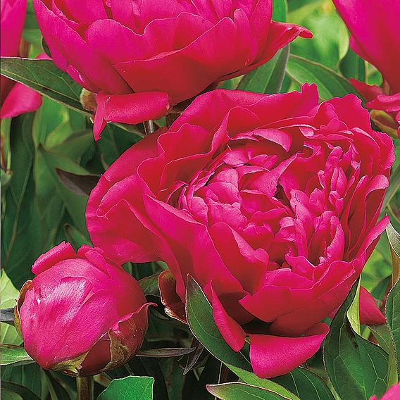 Peony 'Karl Rosenfield'