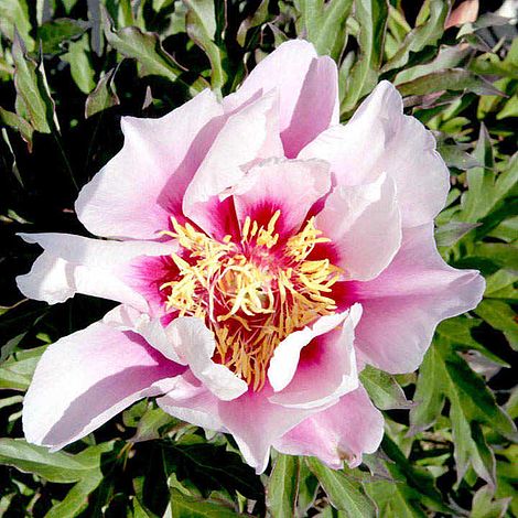 Peony 'Cora Louise'