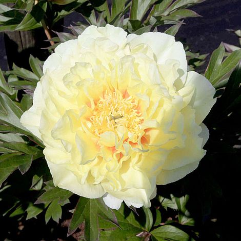 Peony 'Bartzella'