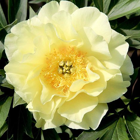 Peony 'Bartzella'