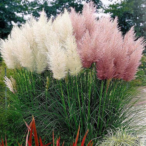 Prairie 'Pampas Feathers Mix' - Seeds