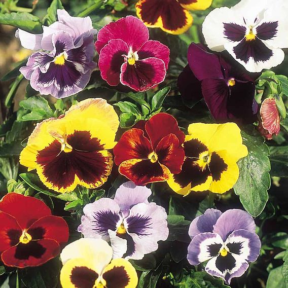 Pansy Seeds - Giant Fancy Mix