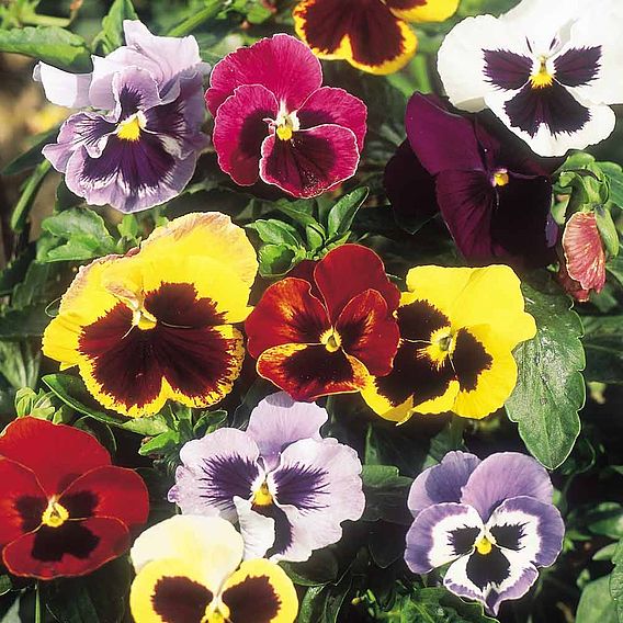 Pansy 'Giant Fancy Mix' - Seeds