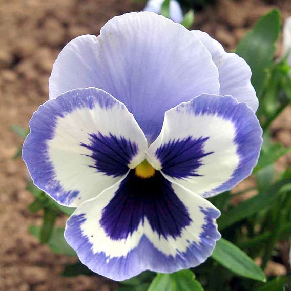 Pansy 'Adonis' - Seeds