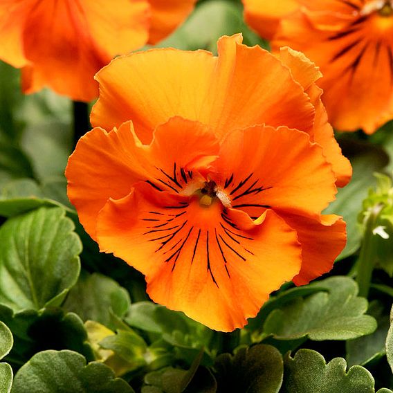 Pansy Seeds - F1 Frizzle Sizzle Orange