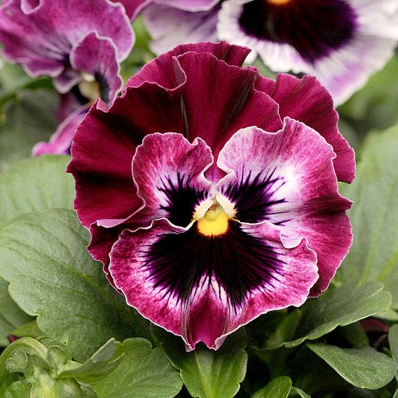 Pansy F1 'Frizzle Sizzle Raspberry' - Seeds