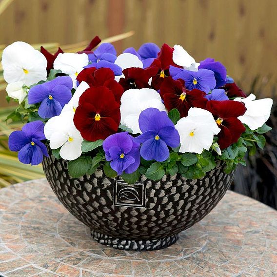 Pansy 'Brittania Mixed'