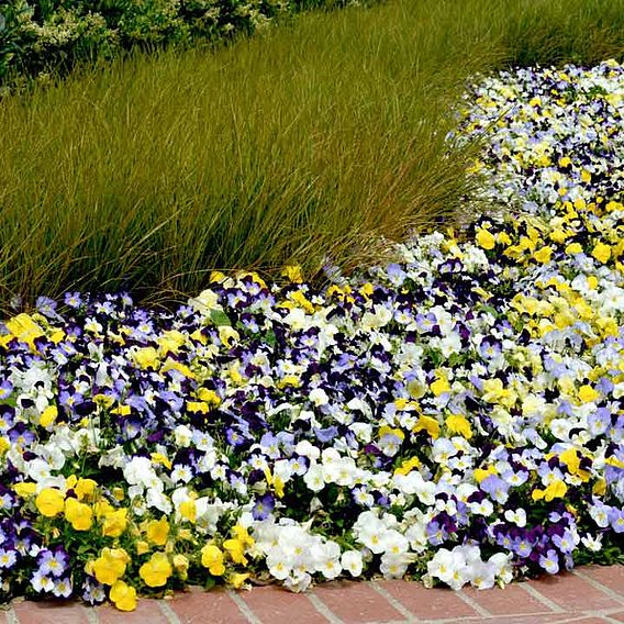 Pansy Plants - Cool Wave Mixed
