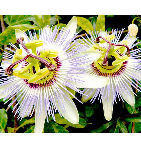 Passion Flower 'caerulea' - Seeds