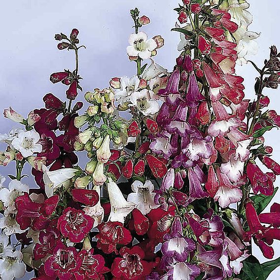 Penstemon Seeds - Beloved Bells Mix