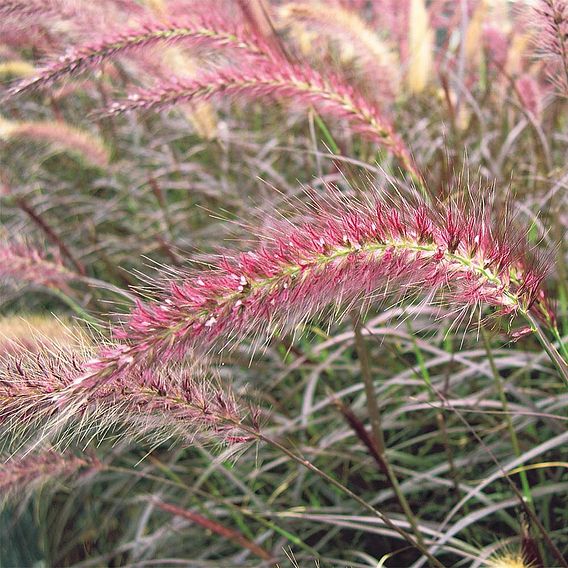 Pennisetum 'Rubrum'