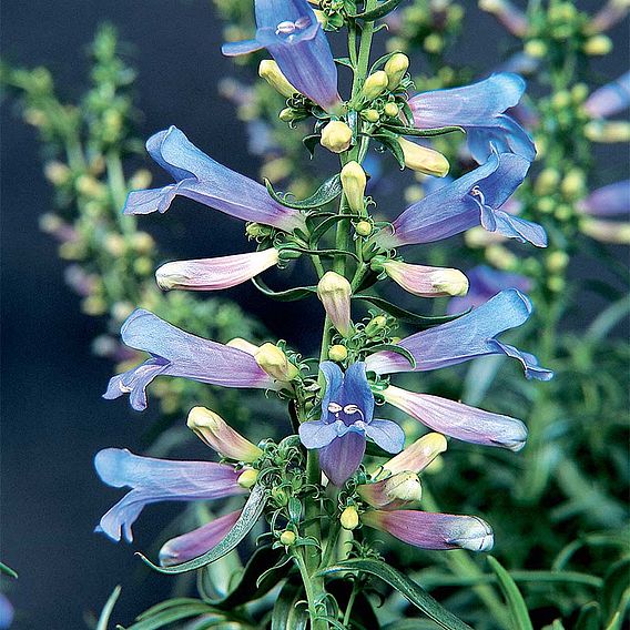 Penstemon heterophyllus 'Electric Blue'