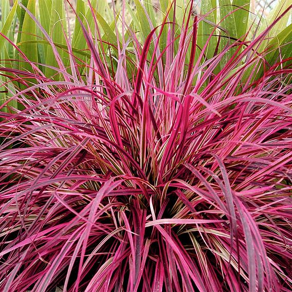 Pennisetum x advena 'Fireworks'