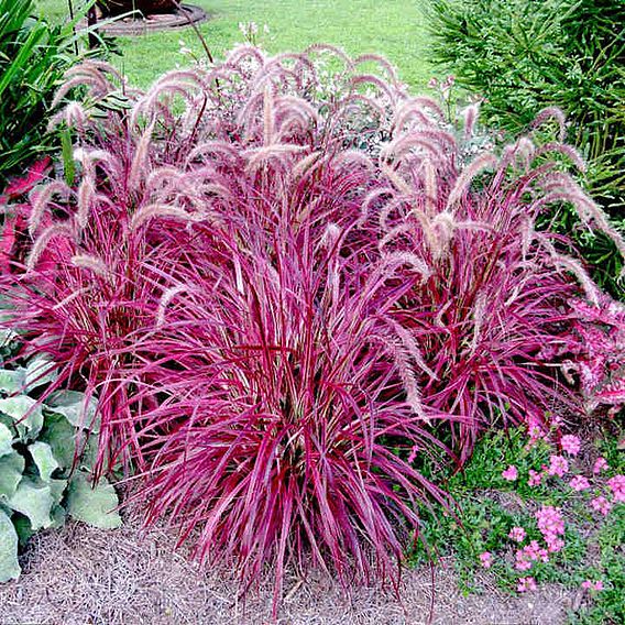 Pennisetum x advena 'Fireworks'