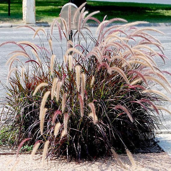 Pennisetum 'Rubrum'