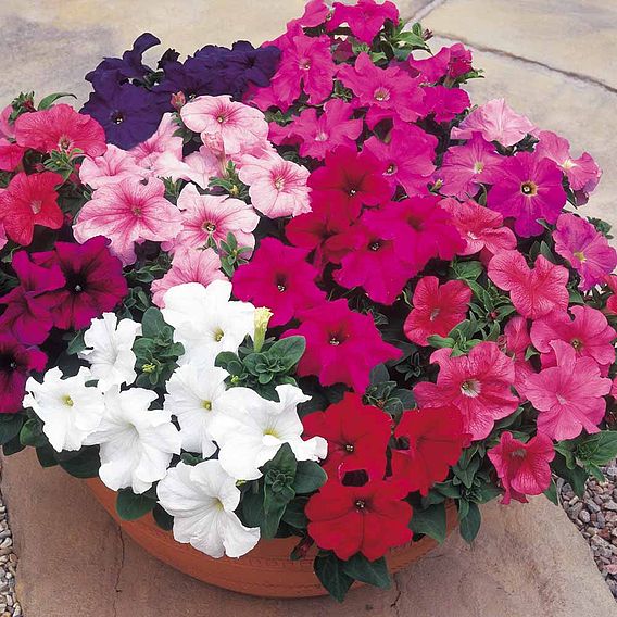 Petunia F1 'Super Hybrid Mix (Grandiflora)' - Seeds