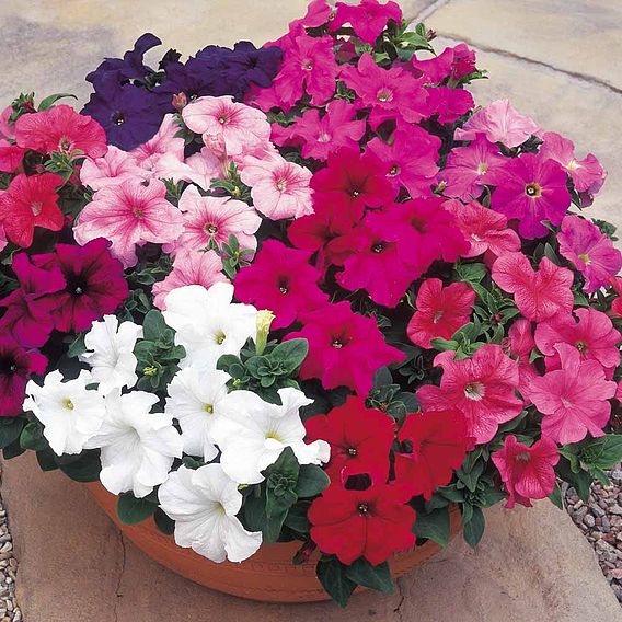 Petunia Seeds - F1 Super Hybrid Mix (Grandiflora)