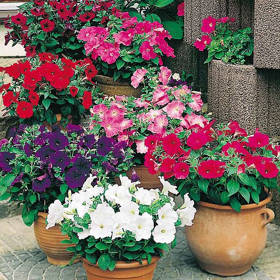 Petunia F1 'Super Hybrid Mix (Grandiflora)' - Seeds