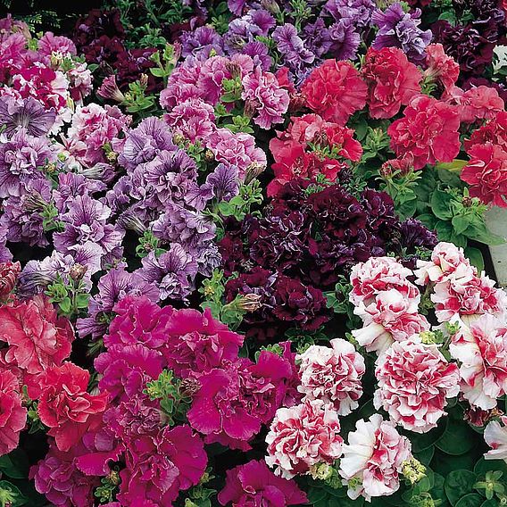 Petunia F1 'Duo Double Mix' - Seeds