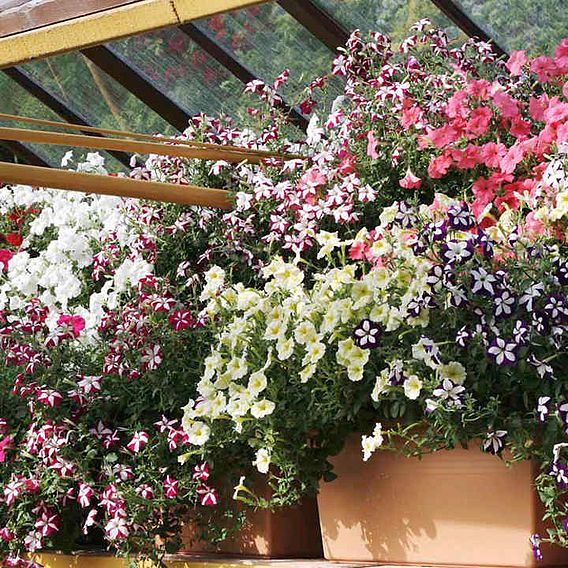 Petunia F1 'Trailing Emperor Mix' - Seeds