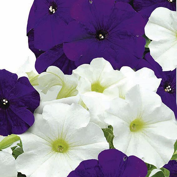 Petunia Seeds - Skyline Mix