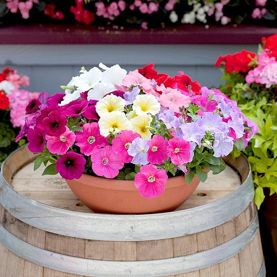 Petunia 'Frenzy Mixed' F1 Hybrid