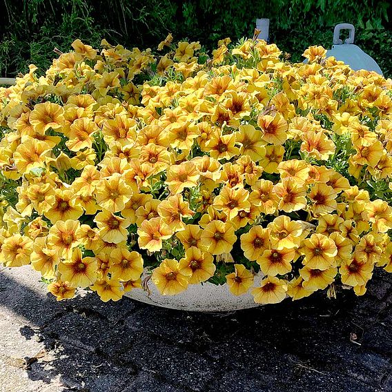 Super Petunia (Beautical) Plants - Caramel Yellow