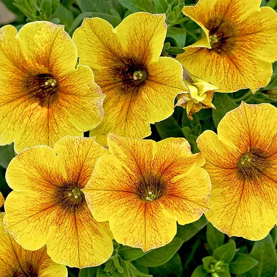 Super Petunia (Beautical) Plants - Caramel Yellow