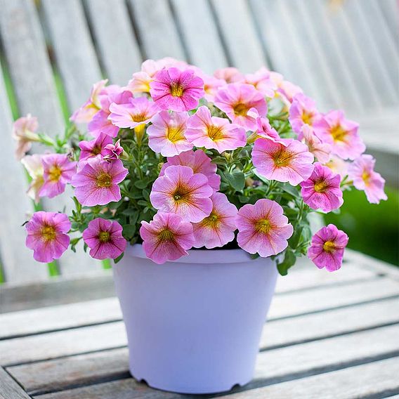 Super Petunia (Beautical) Plants - Sunray Pink