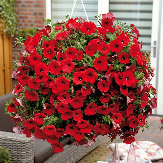 Petunia 'Trailing Surfinia Deep Red'