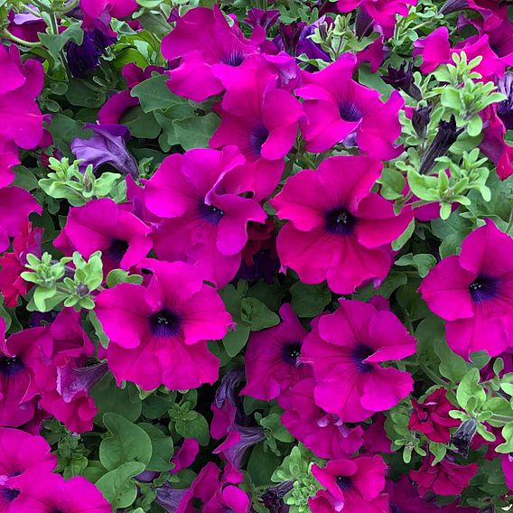 Petunia 'Trailing Surfinia Purple'