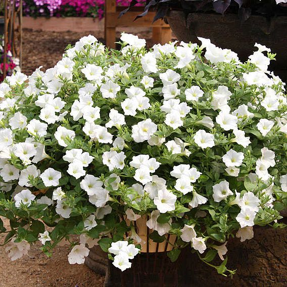 Petunia 'Trailing Surfinia White'