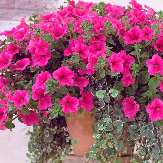 Petunia 'Trailing Surfinia Hot Pink'