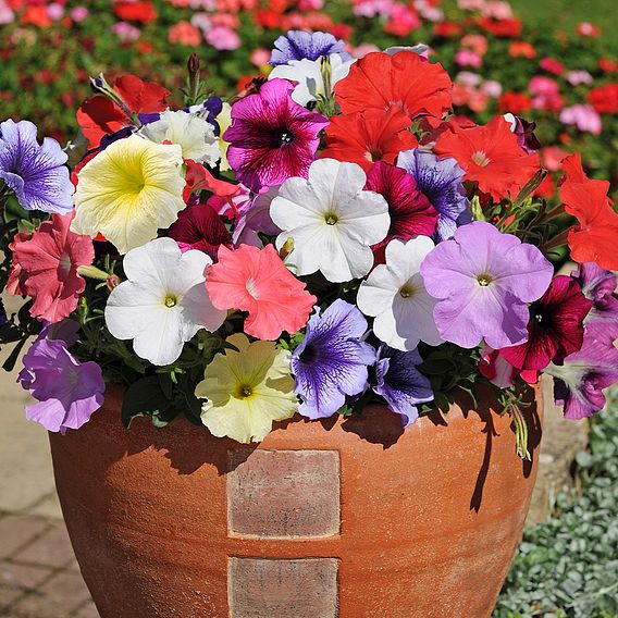 Petunia 'Frenzy Mixed' F1 Hybrid