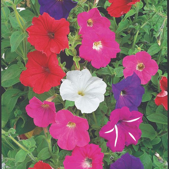 Petunia 'F2 Cheerful Mix' - Seeds