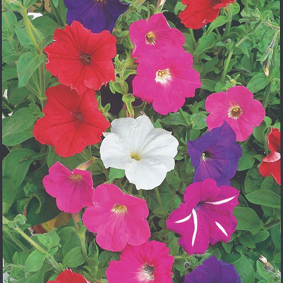 Petunia Seeds -  F2 Cheerful Mix