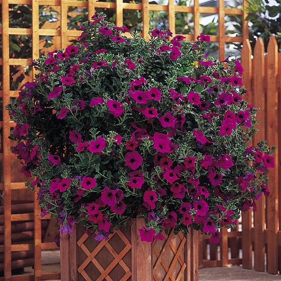 Petunia 'Trailing Surfinia Purple'