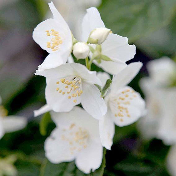 Philadelphus coronarius