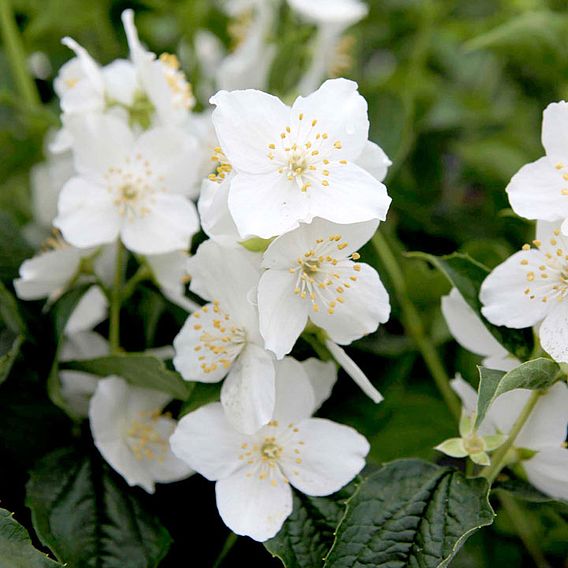 Philadelphus coronarius 'Variegatus'