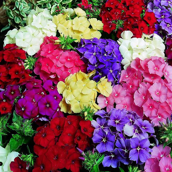 Phlox drummondii 'Delight Mix' - Seeds